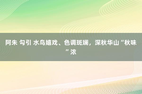 阿朱 勾引 水鸟嬉戏、色调斑斓，深秋华山“秋味”浓