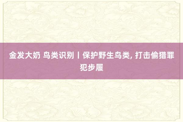 金发大奶 鸟类识别丨保护野生鸟类， 打击偷猎罪犯步履