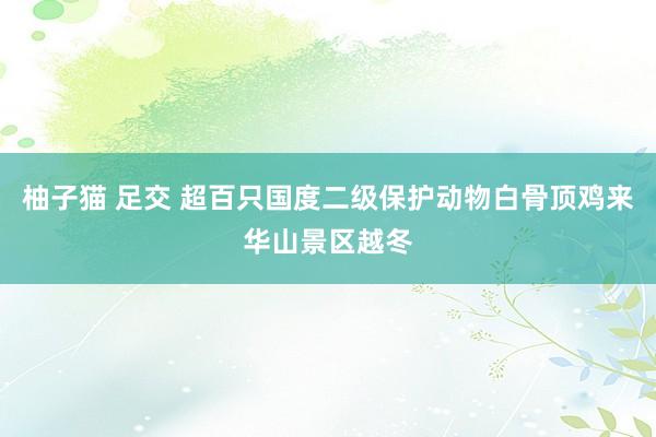 柚子猫 足交 超百只国度二级保护动物白骨顶鸡来华山景区越冬